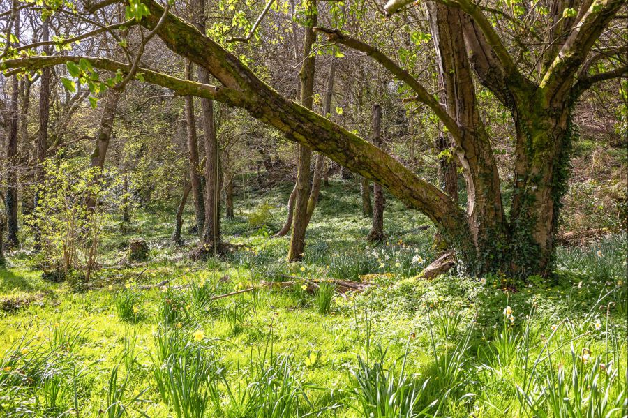 Portulla, 2 Finnebrogue Road