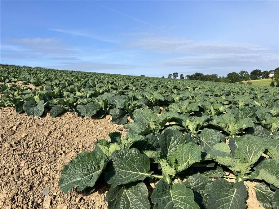 22 Acres At The Brae