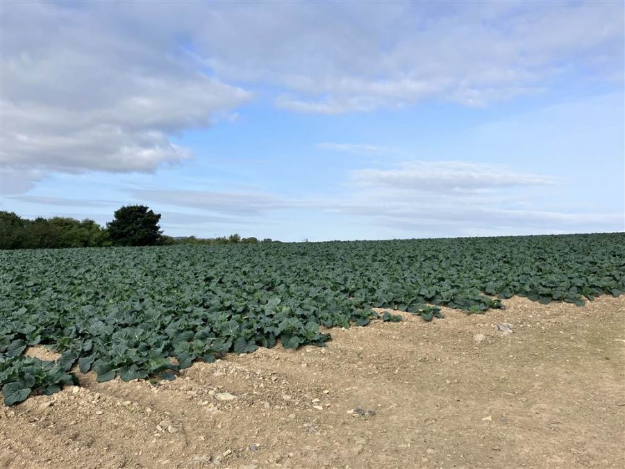 22 Acres At The Brae 22 Acres At The Brae