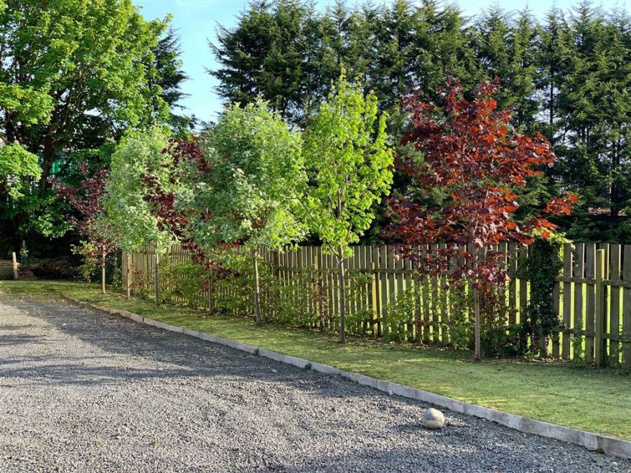 3 Rose Meadows