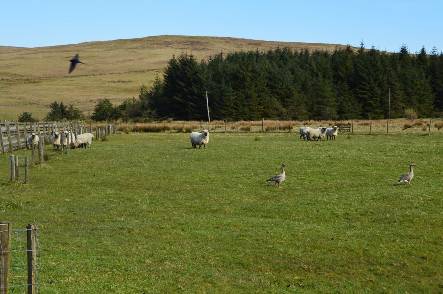 Goose Green Farm, 54 Starbog Road